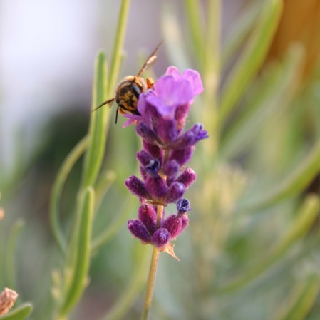 Lavendelblüte mit Biene: Aromatherapie mit den besten Ätherischen Ölen von Young Living bei Aromatherapeut und Heilpraktiker Michael Hoster in seiner Mannheimer Praxis kerngesund²
