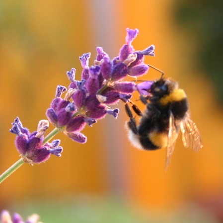 Biene an einer Lavendelblüte. Lavendel hat wunderbares Ätherisches Öl.
